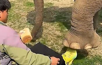 China: Elefant tritt Pfleger auf die Füße! Ärger bekommt der Dickhäuter aber nicht