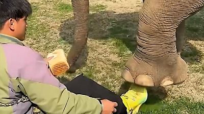 China: Elefant tritt Pfleger auf die Füße! Ärger bekommt der Dickhäuter aber nicht China: Elefant tritt Pfleger auf die Füße! Ärger bekommt der Dickhäuter aber nicht