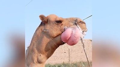 Dromedar macht mit Sabber-Sack die Weibchen scharf Dromedar macht mit Sabber-Sack die Weibchen scharf