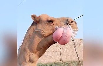 Dromedar macht mit Sabber-Sack die Weibchen scharf