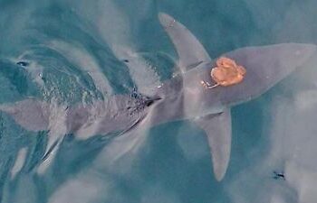 Neuseeland: Sharktopus erstaunt die Welt – Forscher filmen einzigartiges Meeres-Phänomen