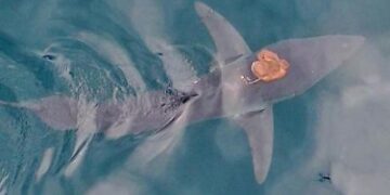 Neuseeland: Sharktopus erstaunt die Welt – Forscher filmen einzigartiges Meeres-Phänomen Neuseeland: Sharktopus erstaunt die Welt – Forscher filmen einzigartiges Meeres-Phänomen