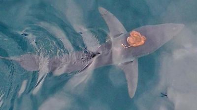 Neuseeland: Sharktopus erstaunt die Welt – Forscher filmen einzigartiges Meeres-Phänomen Neuseeland: Sharktopus erstaunt die Welt – Forscher filmen einzigartiges Meeres-Phänomen