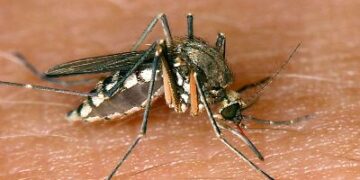 West-Nil-Virus in Europa: Fast 1.600 Fälle, mindestens 61 Tote – Infektionen nehmen 2026 stark zu!