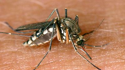 West-Nil-Virus in Europa: Fast 1.600 Fälle, mindestens 61 Tote – Infektionen nehmen 2026 stark zu! West-Nil-Virus in Europa: Fast 1.600 Fälle, mindestens 61 Tote – Infektionen nehmen 2026 stark zu!